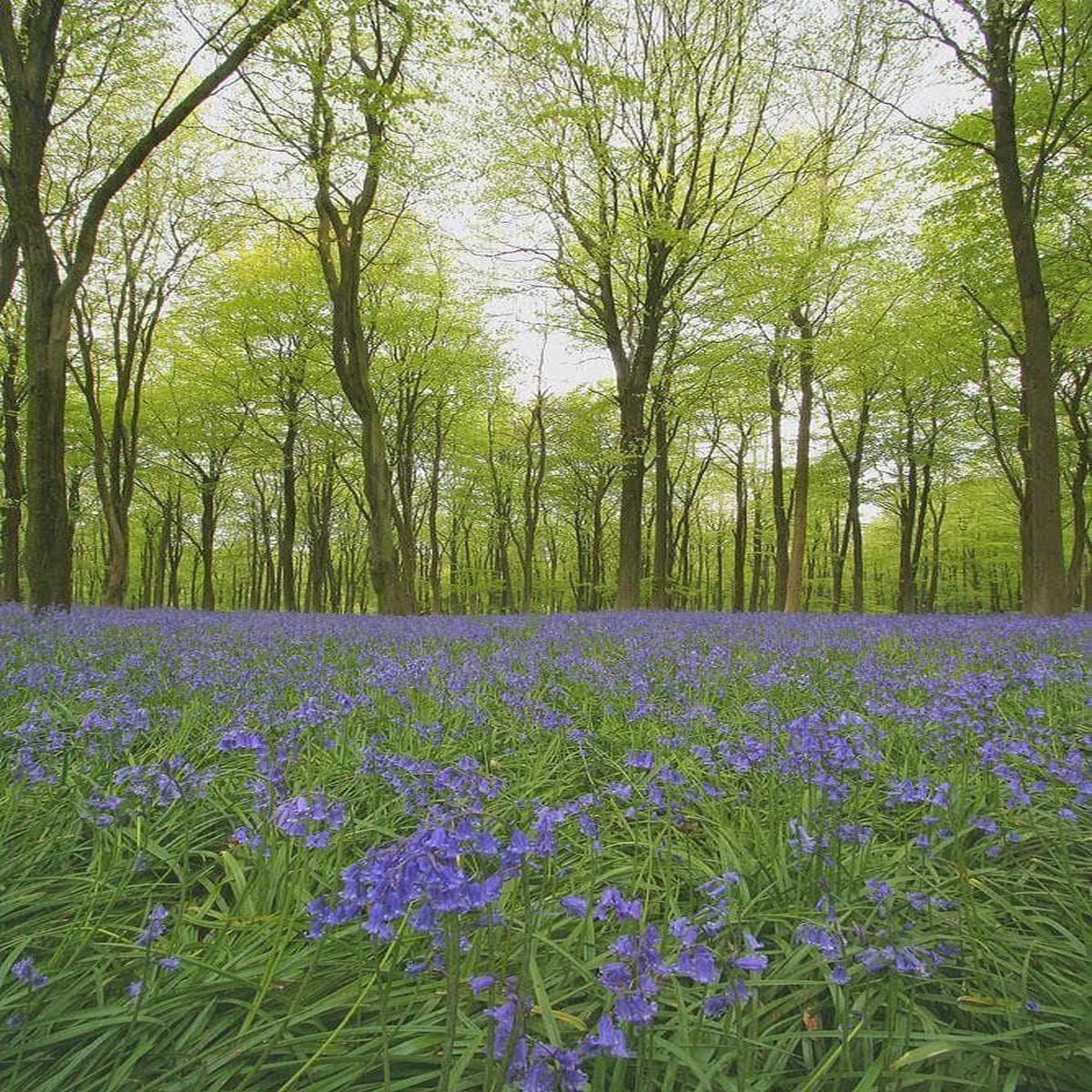Wild Flower English Bluebell Hyacinthoides nonScripta Seeds