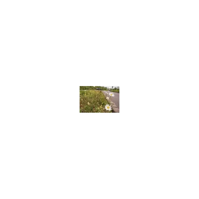 Wild Flower Meadow Mixture Chalk and Limestone Seeds