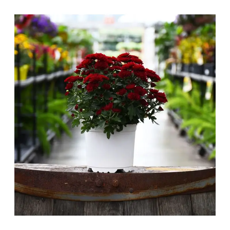 5.25" Mum - Red