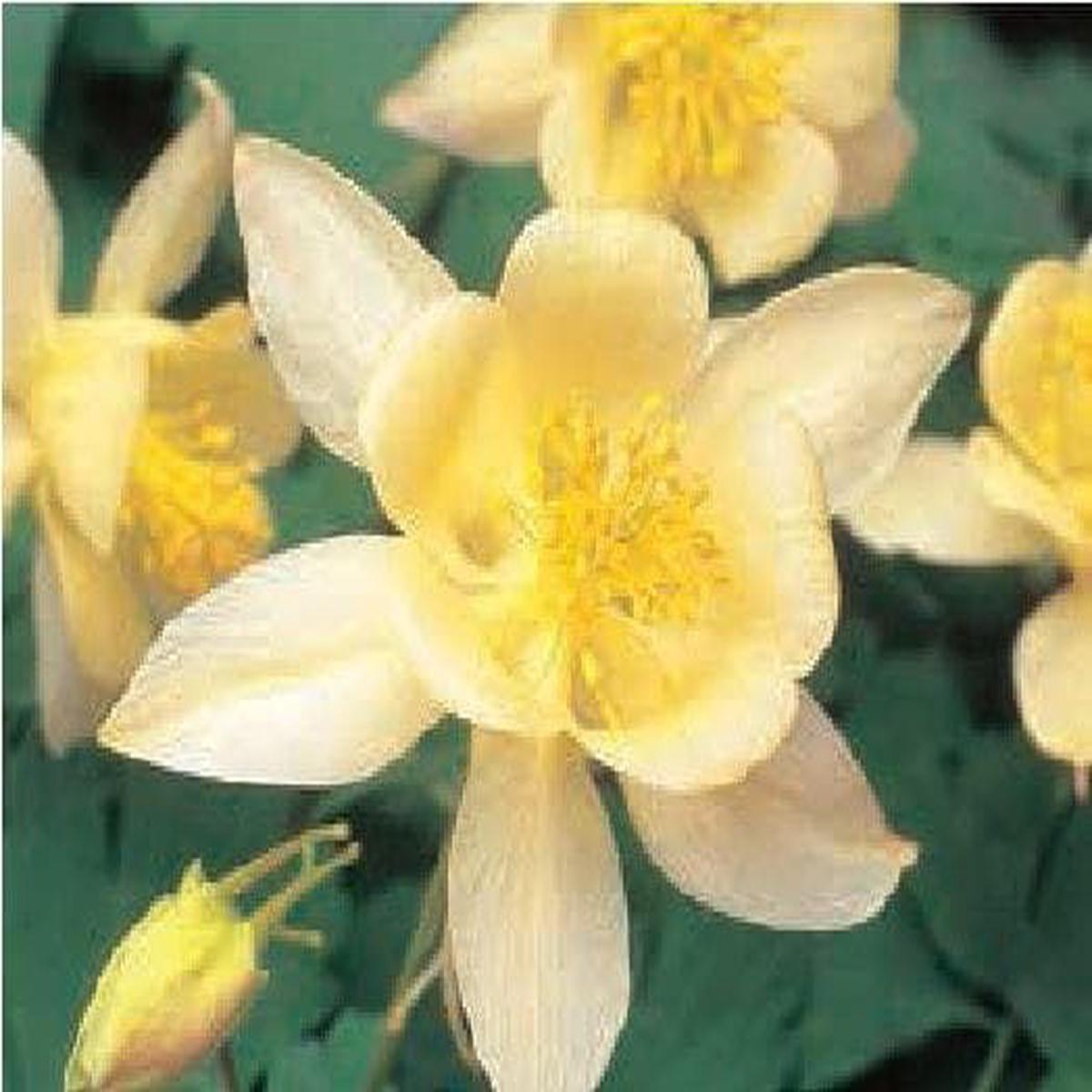 Aquilegia Swan F1 Hybrid Yellow Seeds