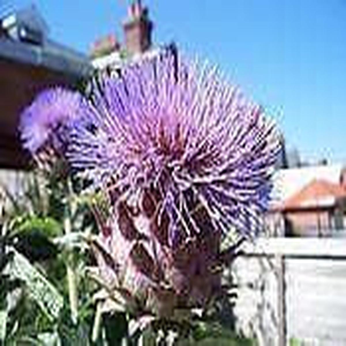 Artichoke Violet Globe Seeds