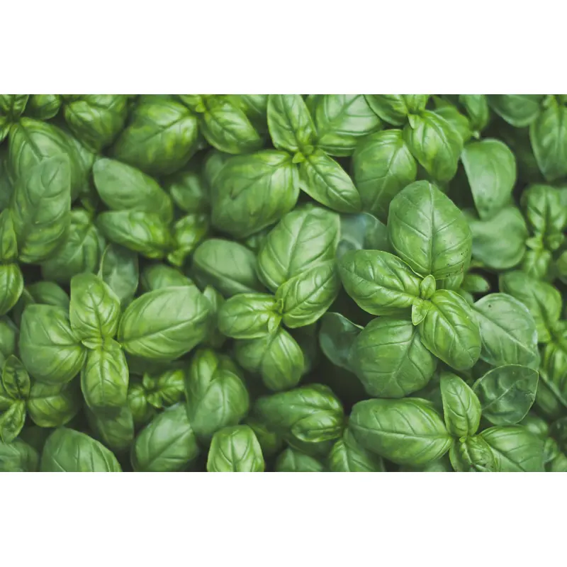 Basil Sweet Genovese Seeds