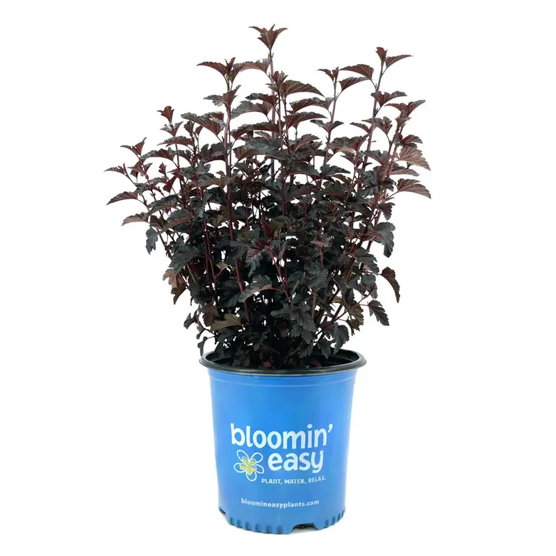 Bloomin' Easy, Physocarpus, Panther