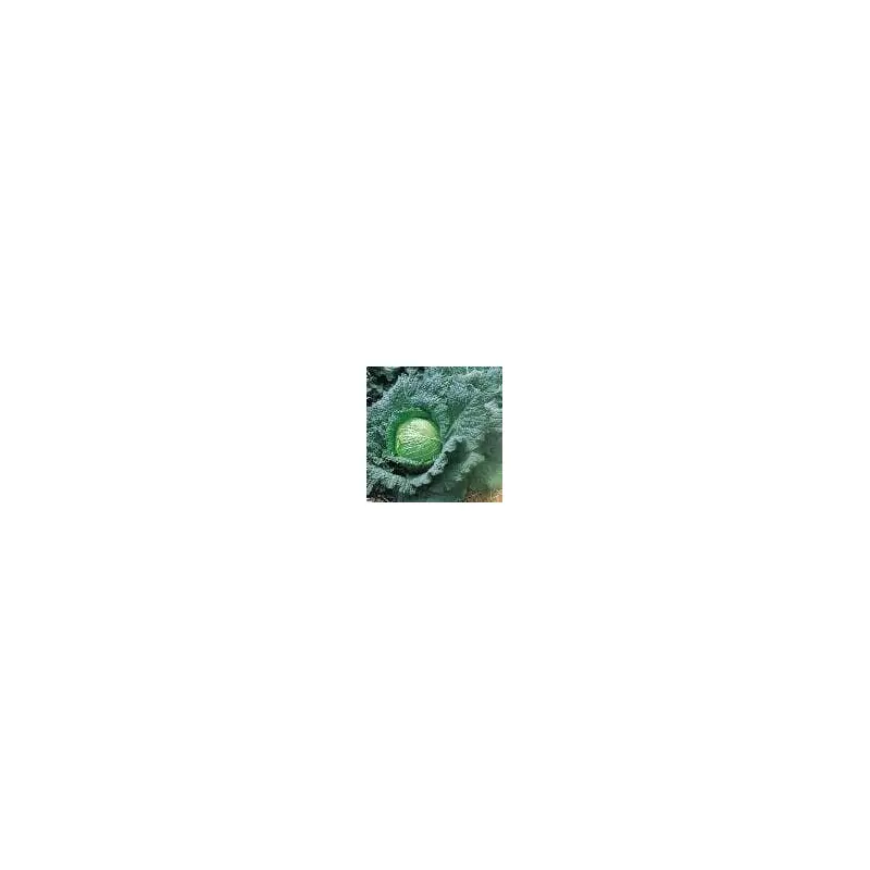 Cabbage Ormsmirk Seeds