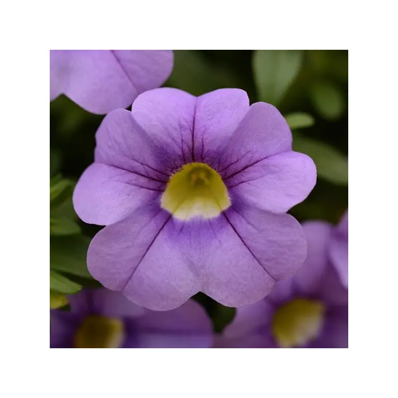 Calibrachoa-Cabaret Sky Blue-4.5" Fancy