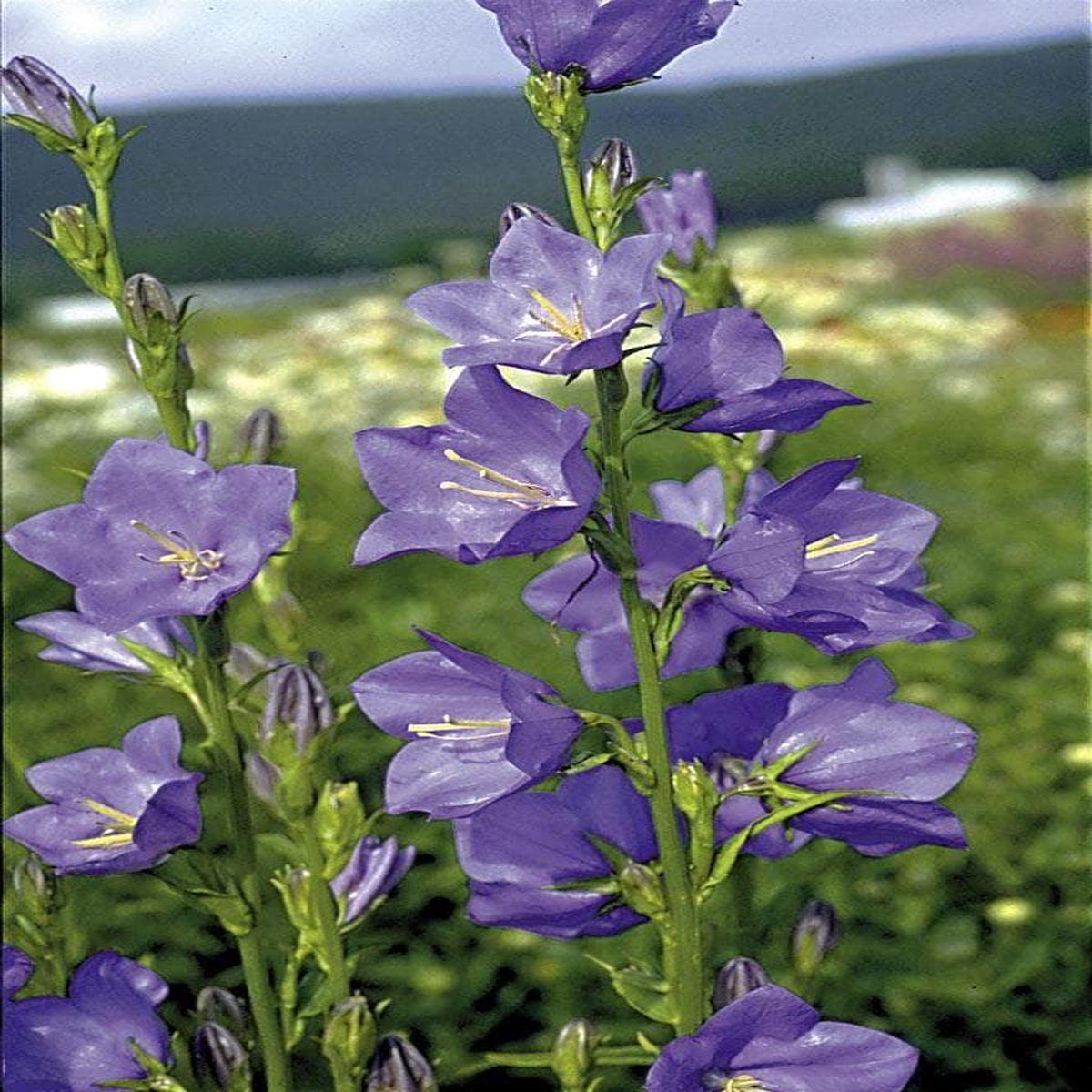 Campanula Bell Blue Seeds