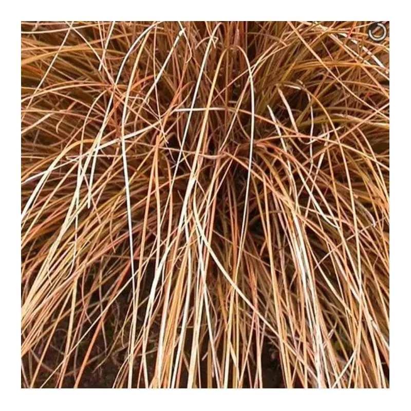 Carex norrowii Pinkie Seeds