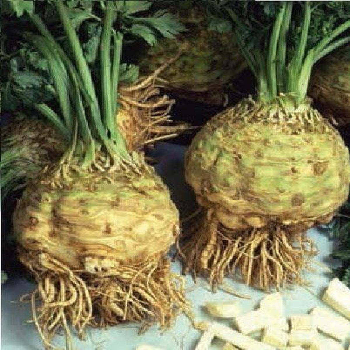 Celeriac Brilliant Seeds