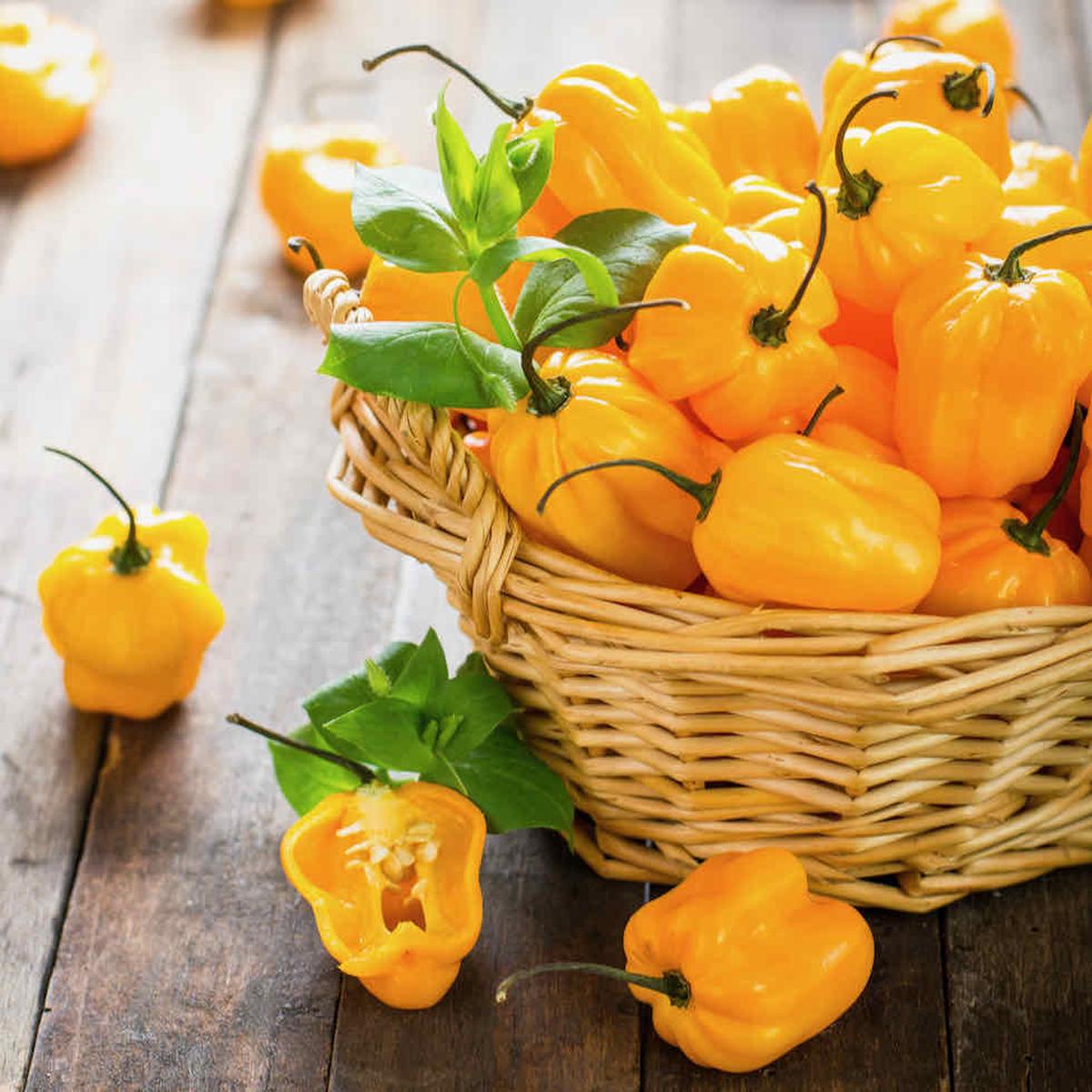 Chilli Pepper Habanero Golden Yellow Seeds - Very Hot Variety (200,000300,000 SHU)