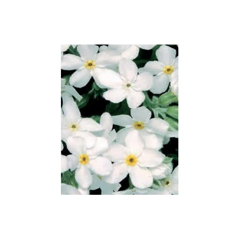 Forget Me Not Myosotis Sylvia White Seeds