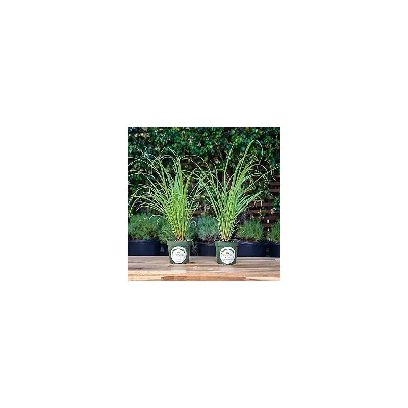 Lemon Grass- 4" Herbs - Chef Jeff's