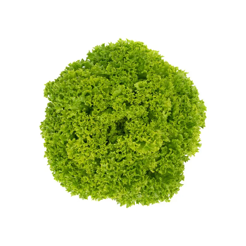 Lettuce Green Lollo Bionda Limassol RZ (85-142) Seeds