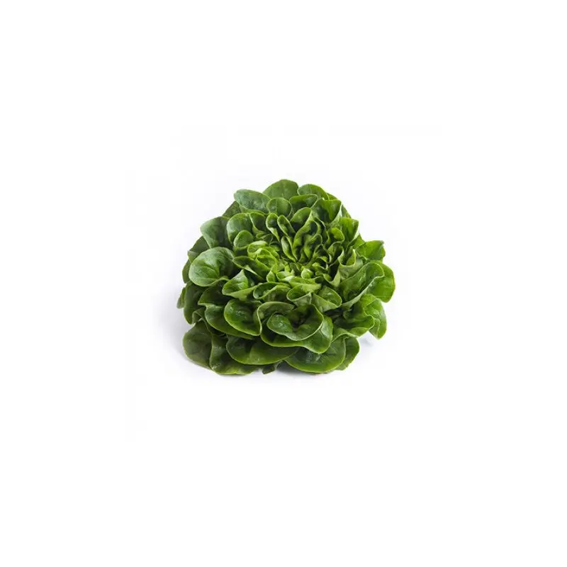 Lettuce Multi-Leaf Butterhead Salanova Gibbard RZ Seeds