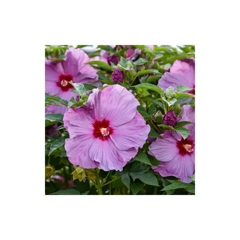 Lilac Crush Hibiscus, 3 Gallon