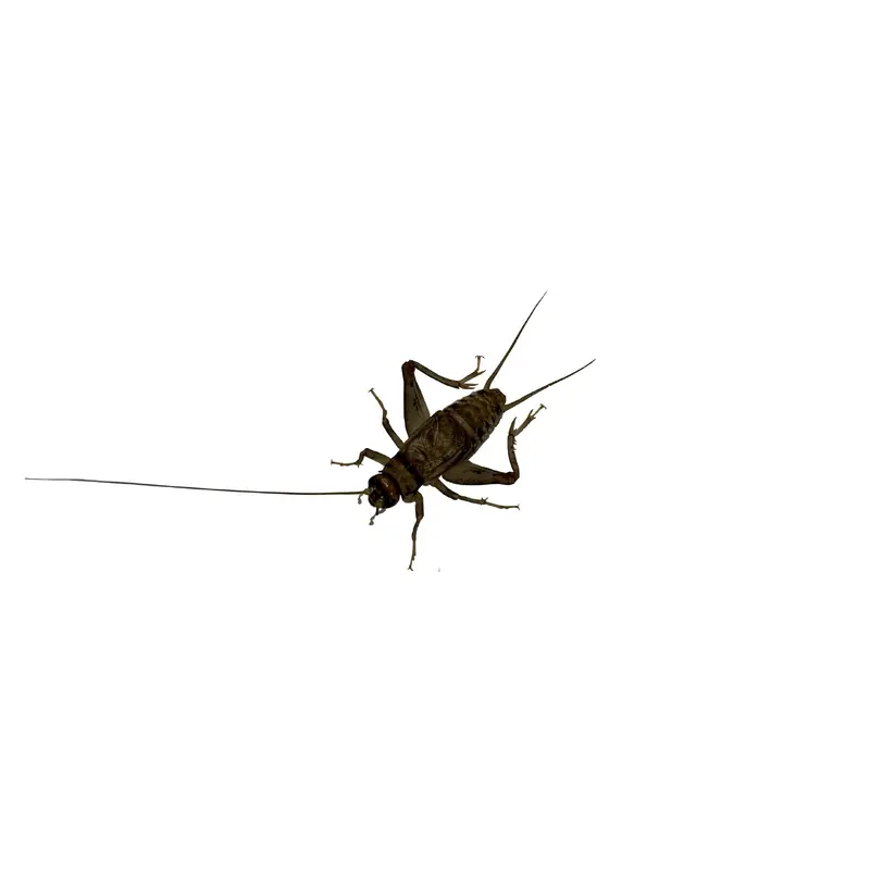 Live Crickets, Large