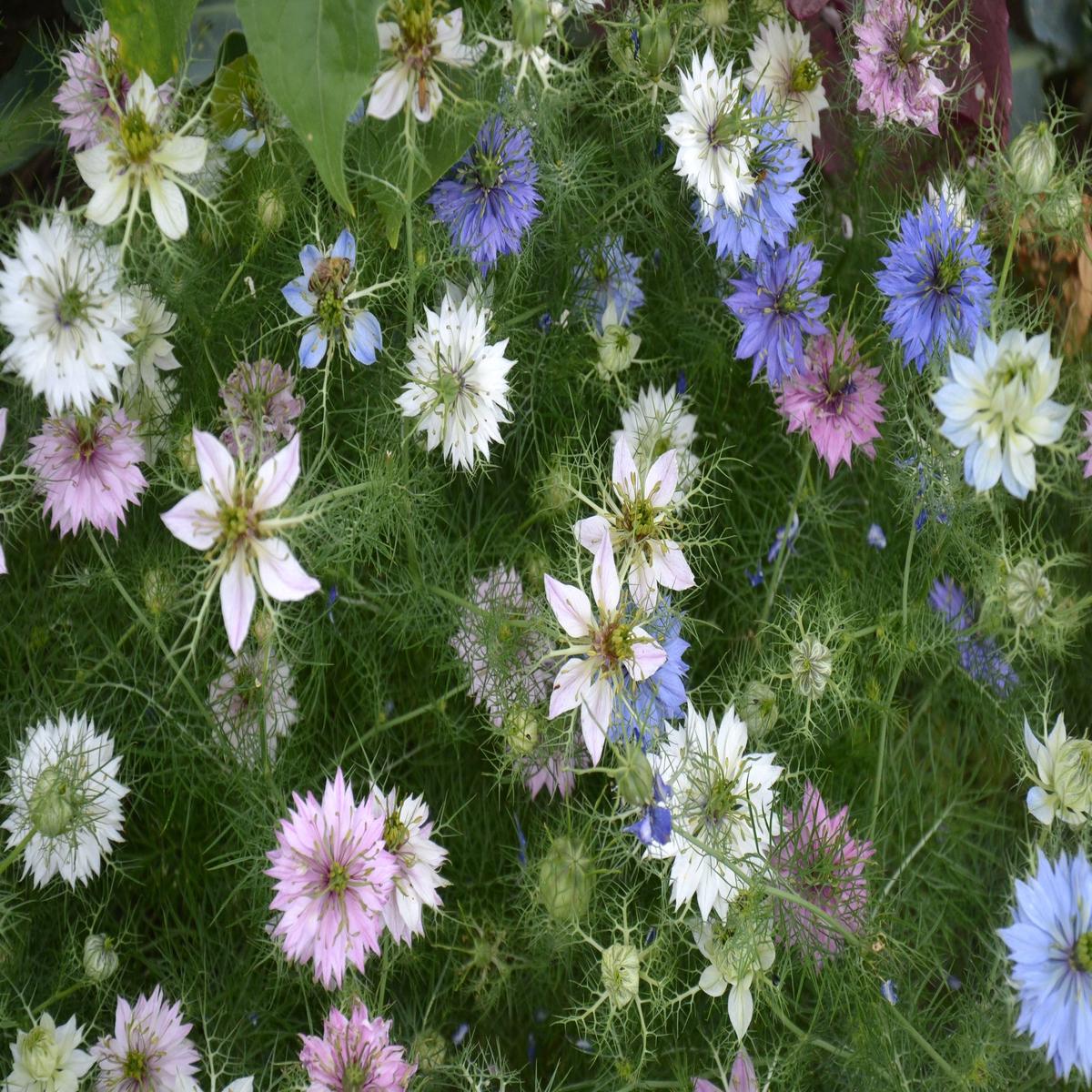 Nigella damascena Persian Jewel Seeds
