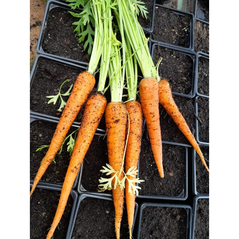 Organic Carrot Flakkee Seeds