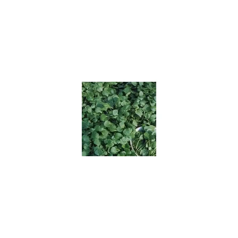Organic Salad Purslane Winter Miners Lettuce Seeds
