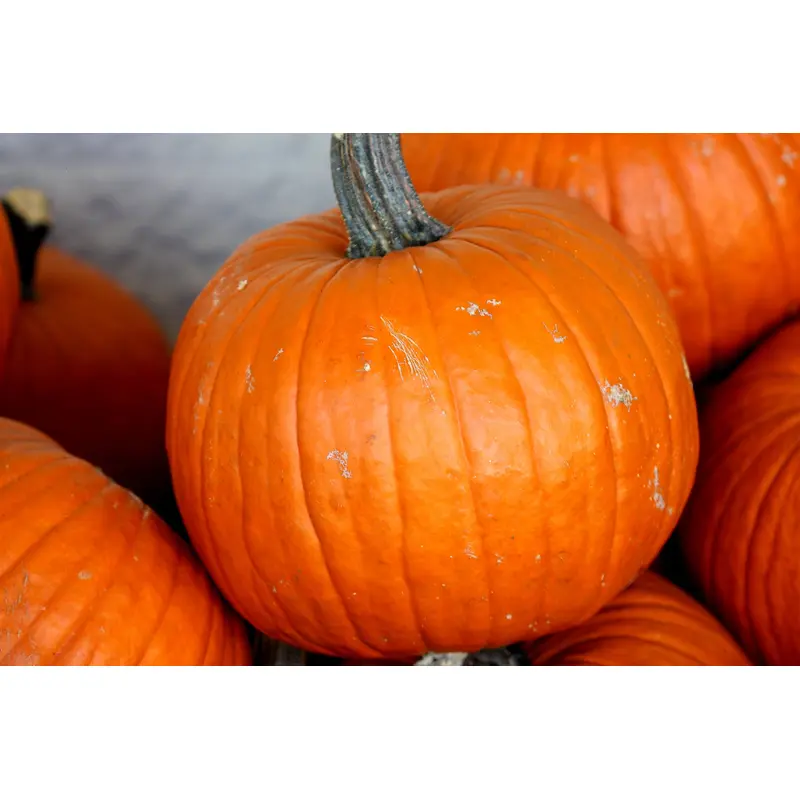 Pumpkin Connecticut Field Seeds