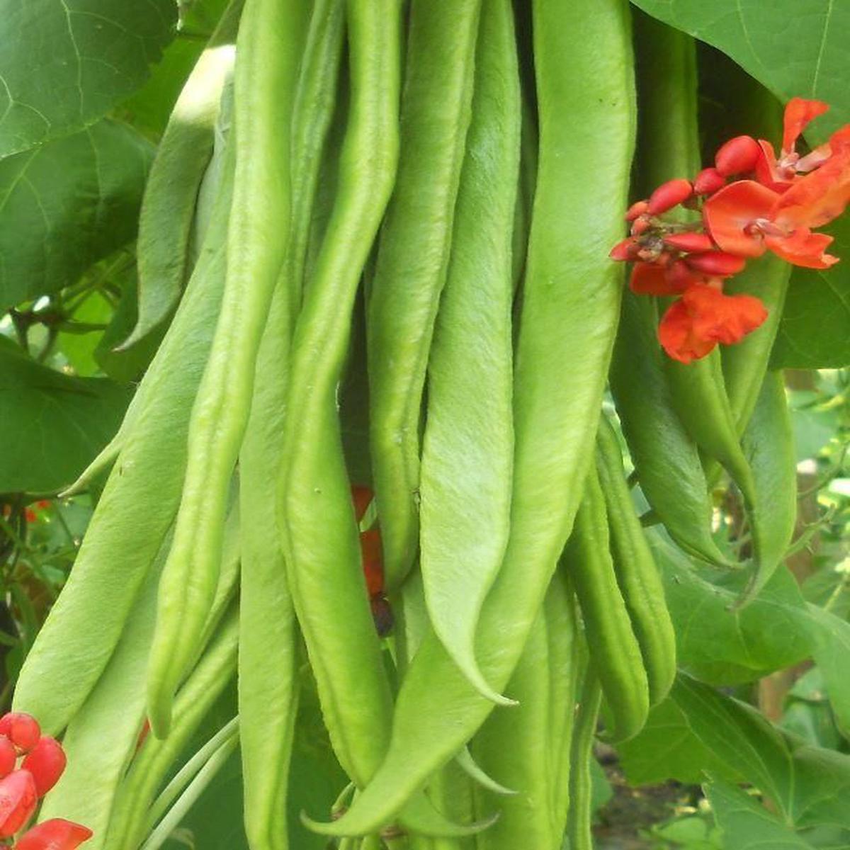 Runner Bean Firestorm Seed