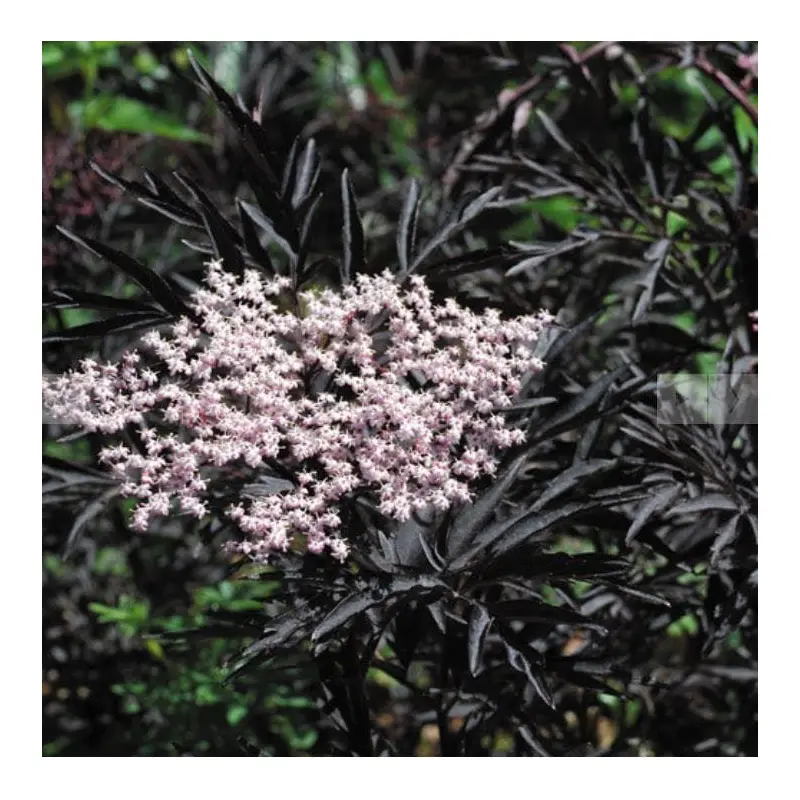 Sambucus Black Frills Seeds