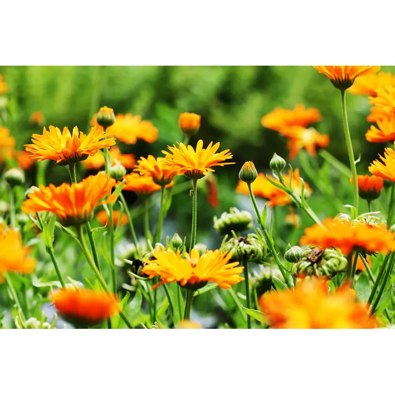 Suffolk Herbs Calendula Pot Marigold Seeds
