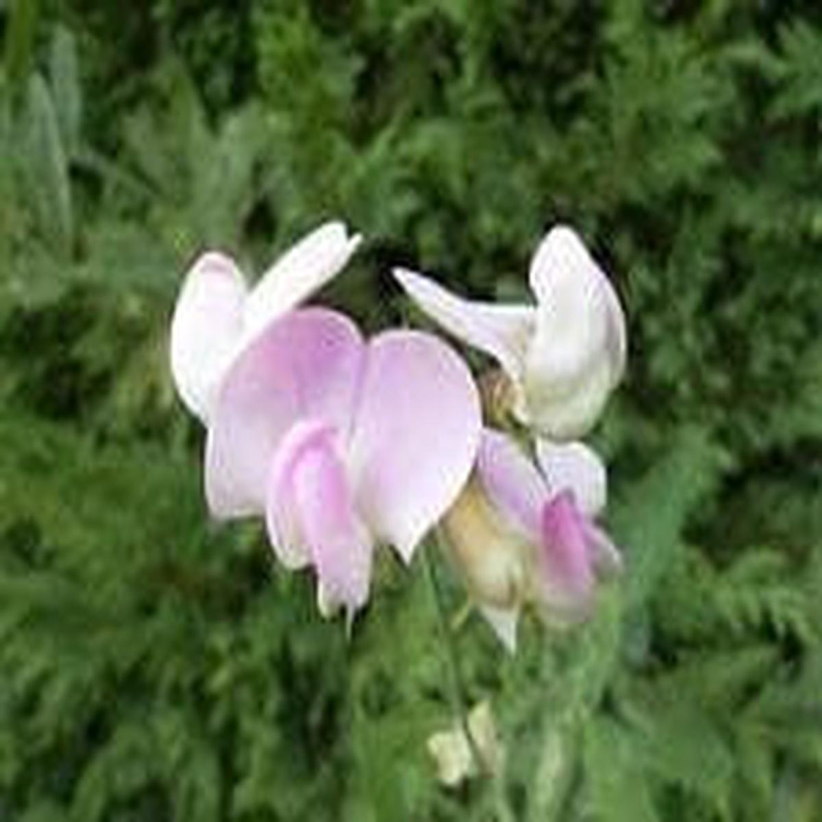 Sweet Pea Pearl Pink Seeds