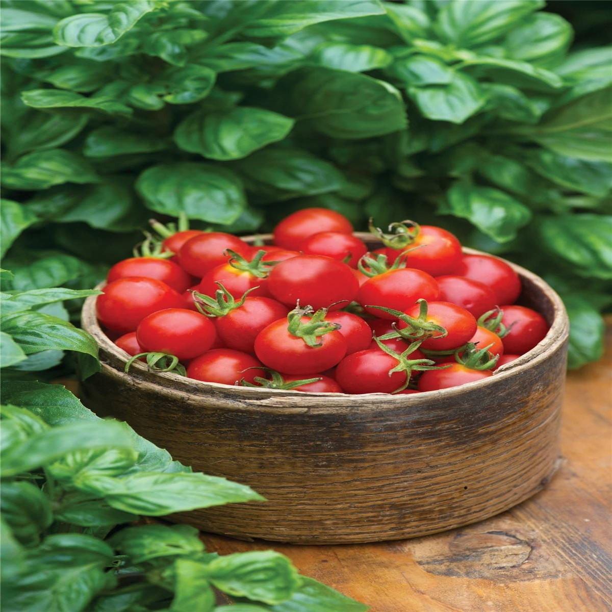 Tomato Baby Boomer F1 Hybrid Seeds