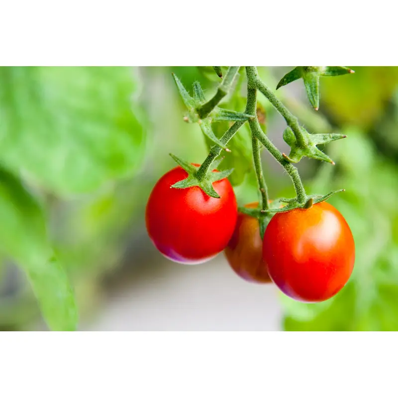 Tomato Lizzano F1 Hybrid Seeds