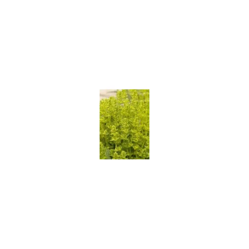 Wild Flower Crosswort Cruciata laevipes Seeds