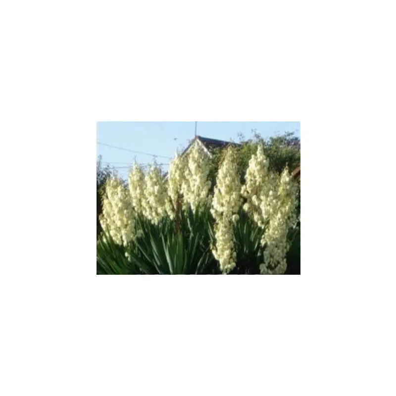 Yucca filamentosa Seeds
