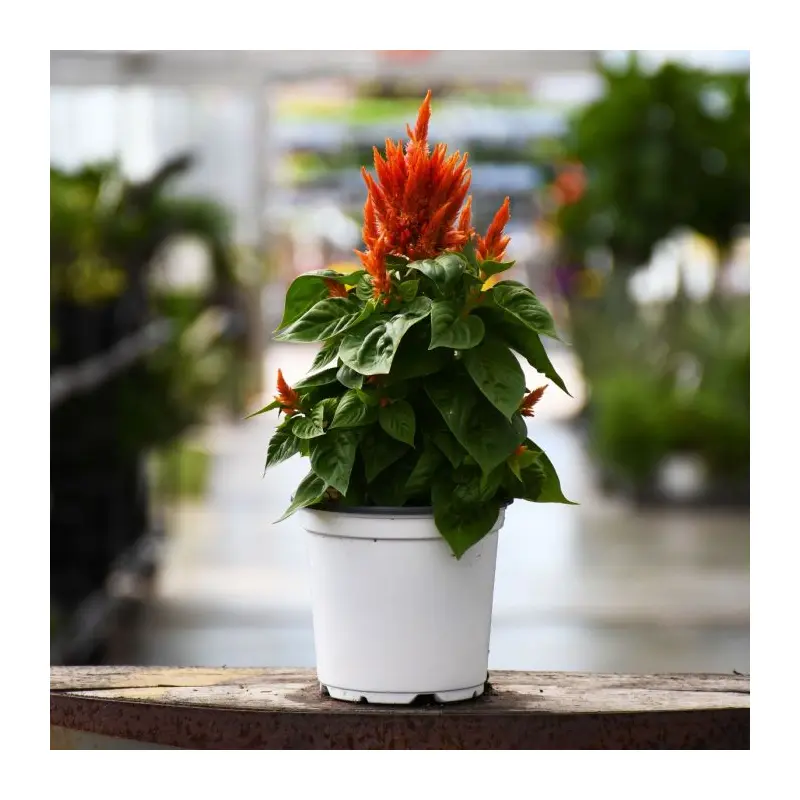 4.75" Celosia - Flamma Orange