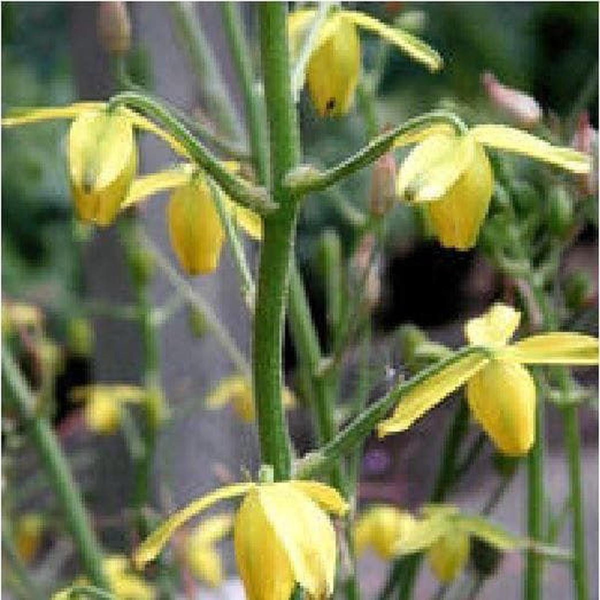 Albuca Shawii Seeds