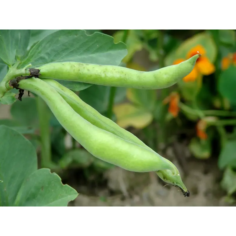 Broad Bean Witkiem Manita Seeds