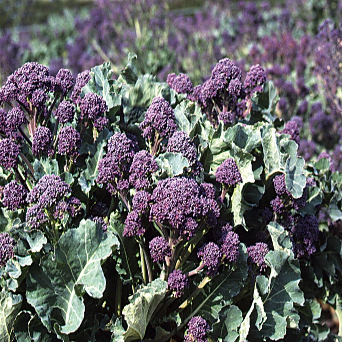 Broccoli Rudolph Seeds