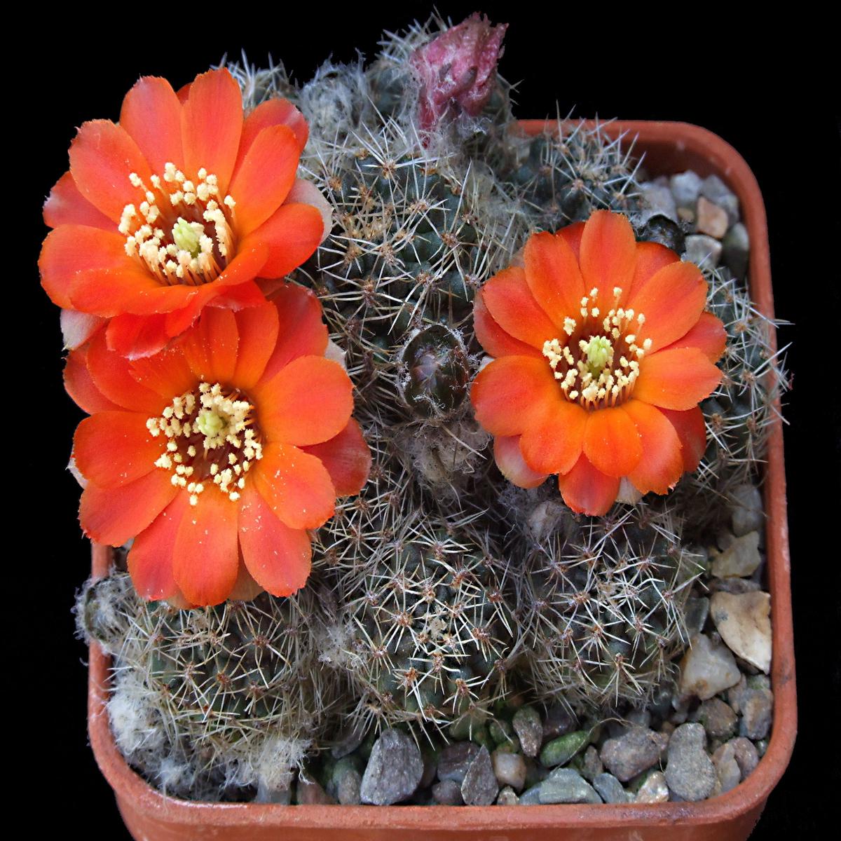 Cactus - Aylostera nigricans Seeds