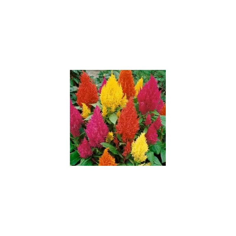 Celosia- 4 Packs