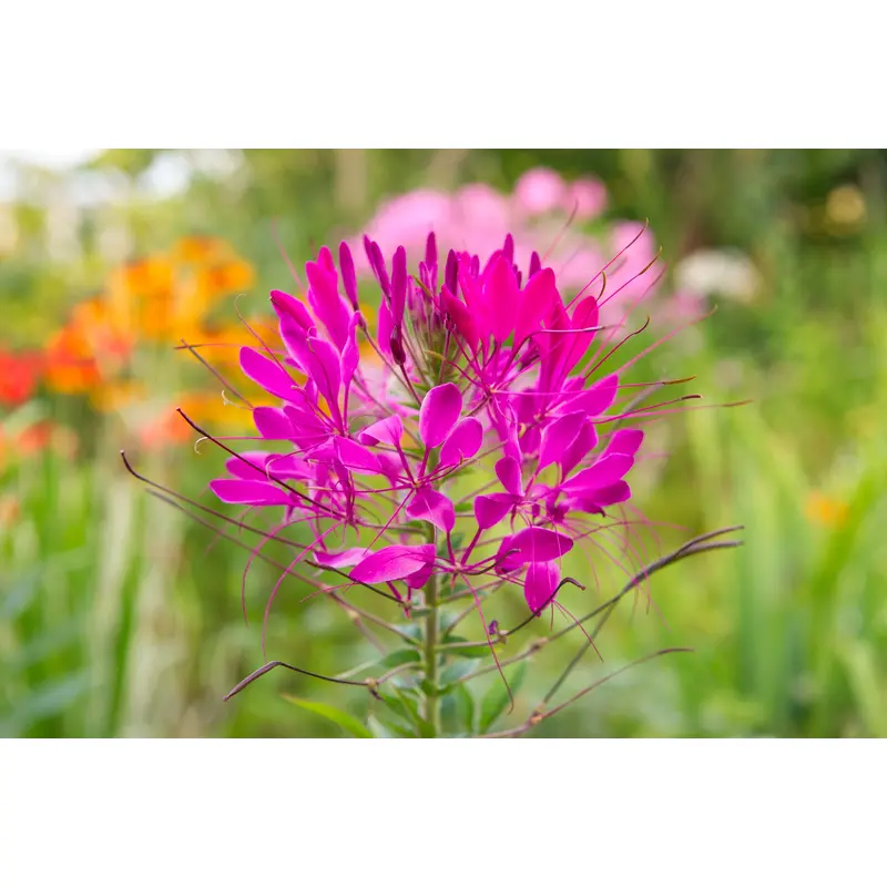 Cleome Cherry Queen Seeds