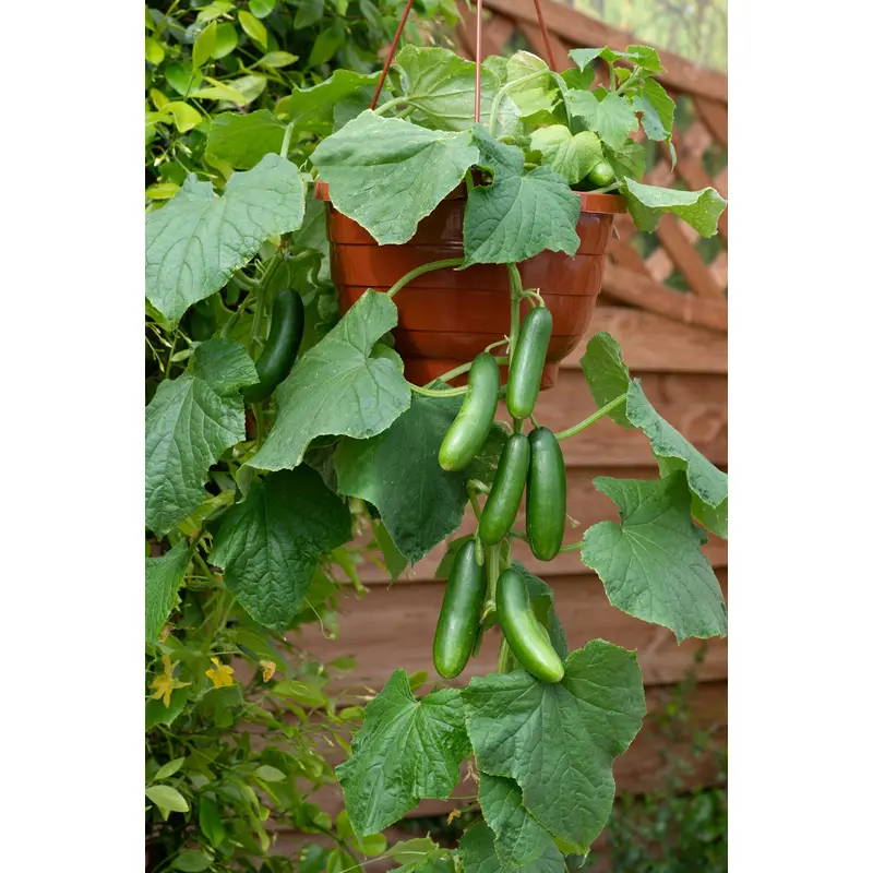 Cucumber Quick Snack Seeds - Perfect for Pots and Patio