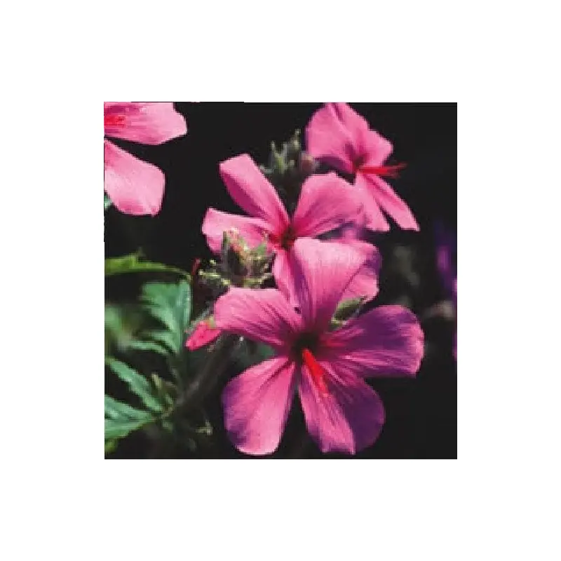Geranium palmatum Seeds