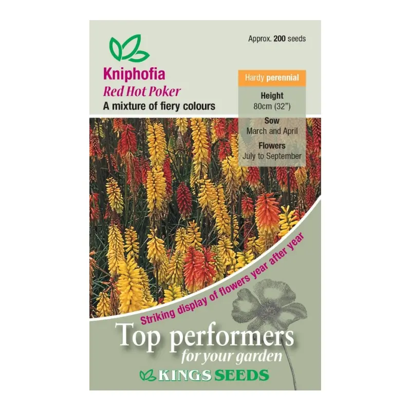 Kings Seed Perennials Kniphofia Red Hot Poker Seeds