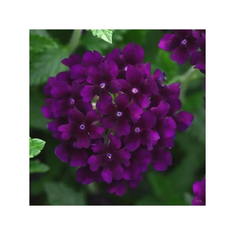 Lascar Black Velvet- 4.5" Fancy