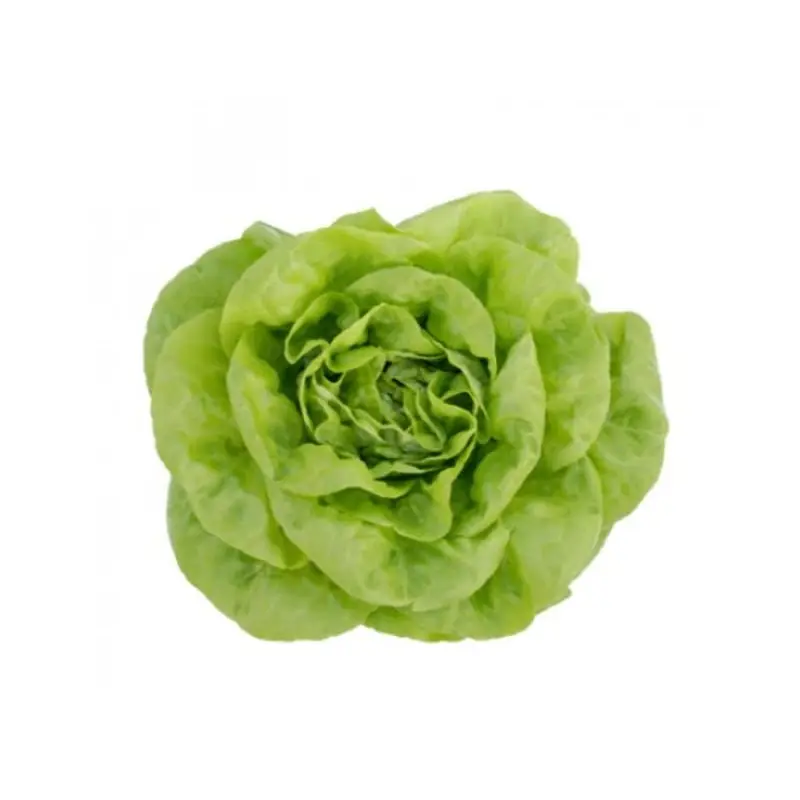 Lettuce Winter Butterhead Wiske RZ (42 33) Seeds
