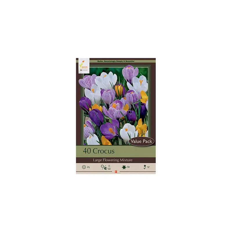 Netherland Bulb Co. Crocus, Large Flowering Mixture Bulbs Value Pack