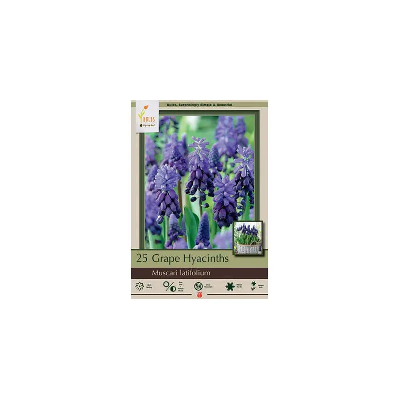 Netherland Bulb Co. Muscari Latifolium, Grape Hyacnith Bulbs