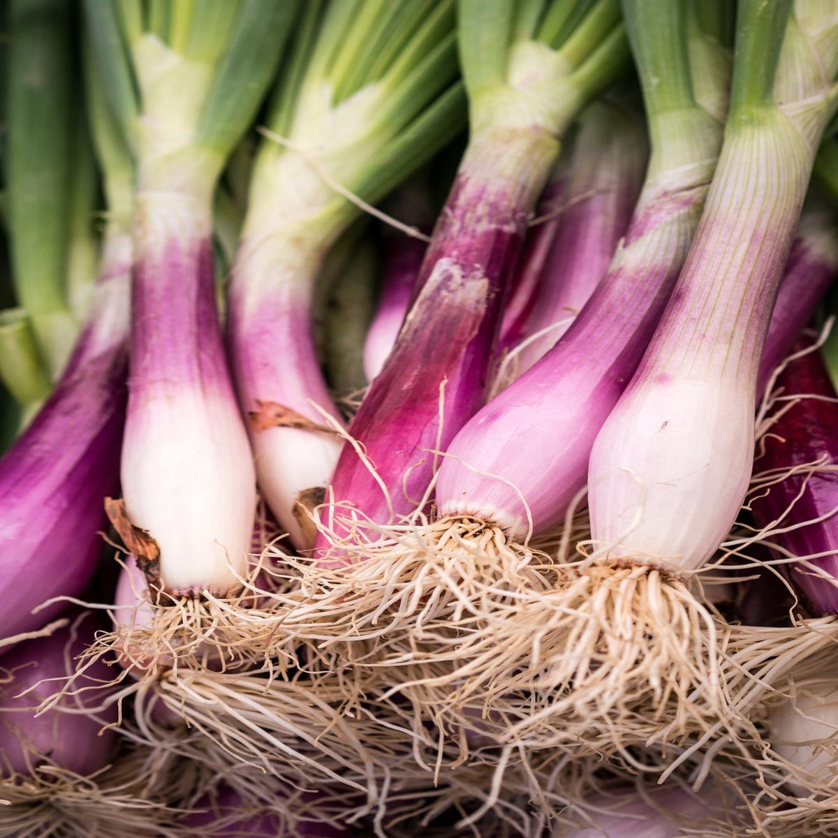 Onion Long Red Florence Seeds