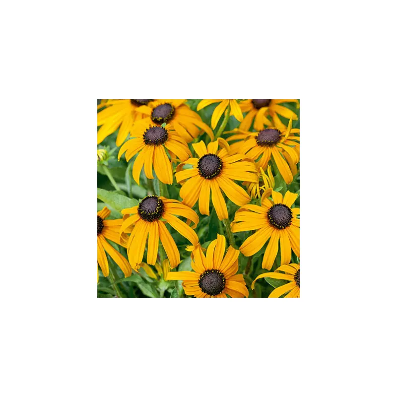 Rudbeckia- Black-Eyed Susan