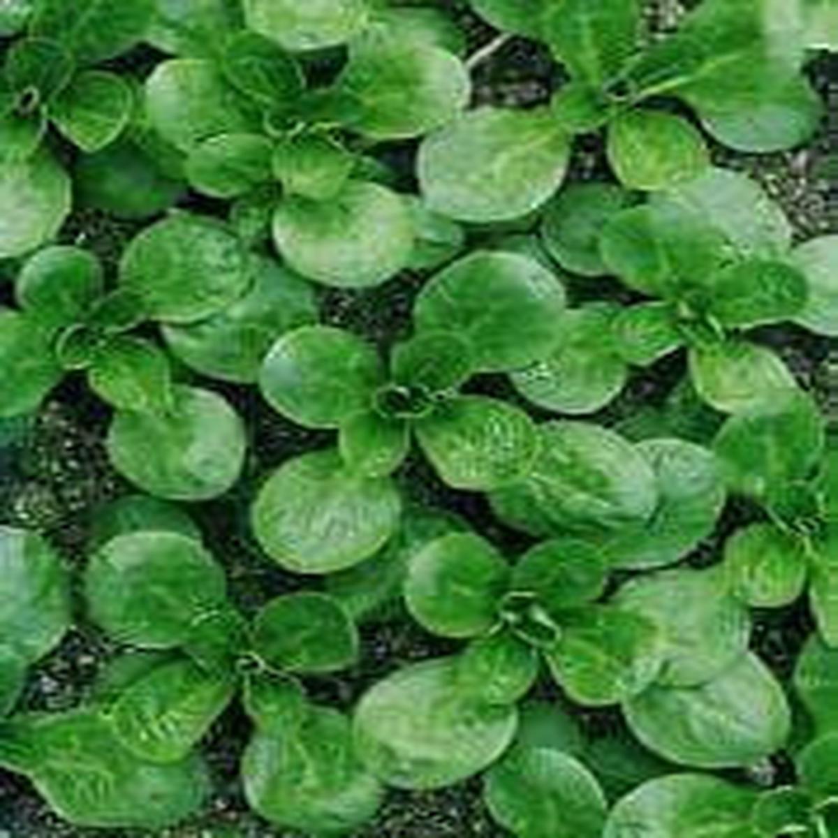 Salad Corn Salad Vit Seeds