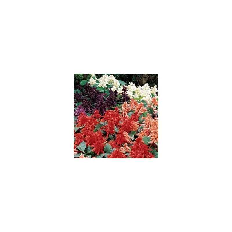 Salvia- 4 Packs