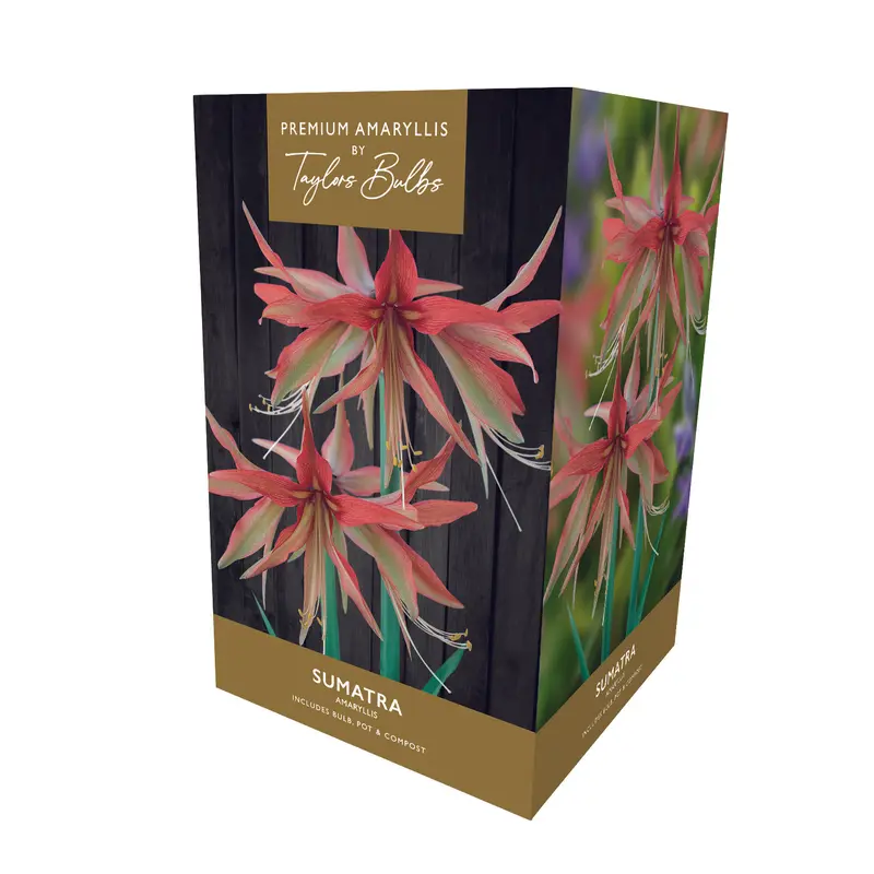 Taylors Amaryllis Bulb Gift Pack Sumatra - Striking Red and White